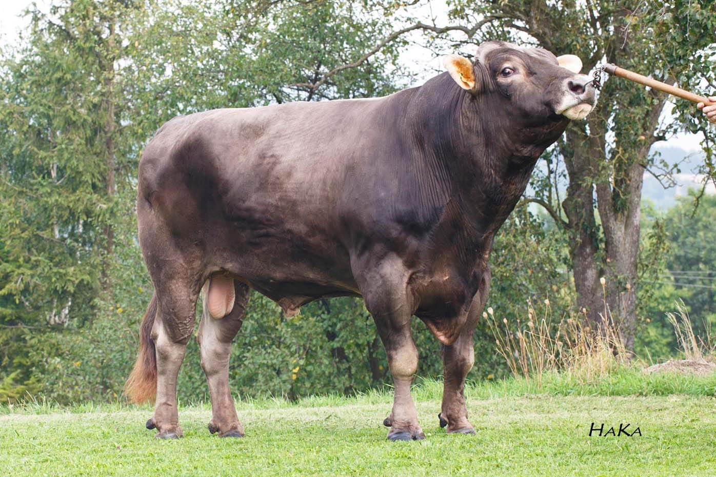 SMEĐA (BROWN SWISS)